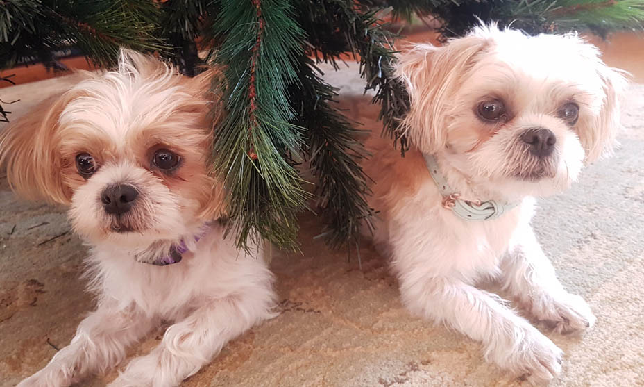 Couple of dogs under a Christmas tree